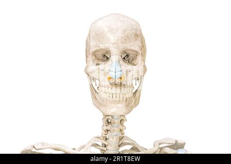 Crâne et cartilages du nez contours vue avant 3D illustration de rendu isolée sur blanc avec espace de copie. Squelette humain et anatomie de la tête, médical di Banque D'Images