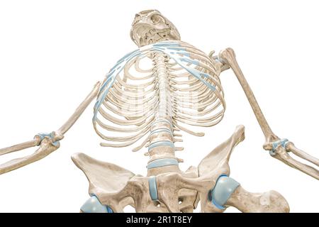 Cage de rachis et de nervure à partir de la vue avant à angle bas 3D illustration de rendu isolée sur blanc avec espace de copie. Squelette humain et anatomie de la cavité thoracique, Banque D'Images