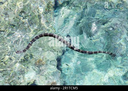 Niue AKA le Rocher ou le Rocher de Polynésie. Serpent de mer à queue plate ou katuali endémique (Laticauda schistorhyncha) serpent de mer venimeux semi-aquatique. Banque D'Images