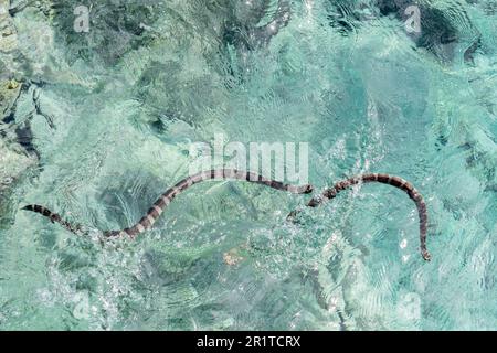 Niue AKA le Rocher ou le Rocher de Polynésie. Serpent de mer à queue plate ou katuali endémique (Laticauda schistorhyncha) serpent de mer venimeux semi-aquatique. Banque D'Images