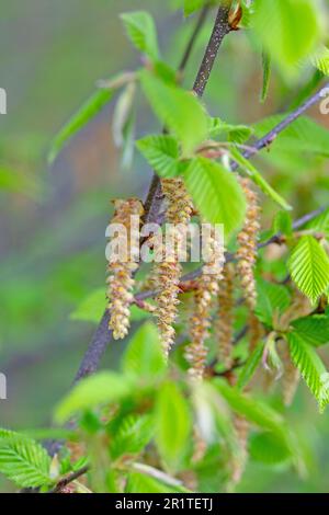 Fleurs mâles de l'hop Ostrya carpinifolia, hêtre Banque D'Images