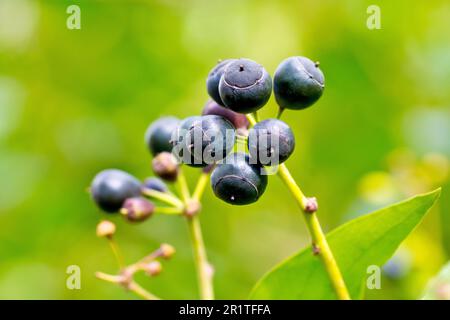 Ivy (hedera Helix), gros plan d'un petit groupe de baies noires mûres produites par l'arbuste au printemps. Banque D'Images