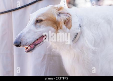 Borzoï blanc et sable ou Sighthound russe. Portrait. Banque D'Images