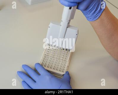 distributeur mécanique pour la réalisation de tests de laboratoire. conseils pour effectuer des analyses de sang. Configuration du matériel pour l'exécution des tests par ELISA. Banque D'Images