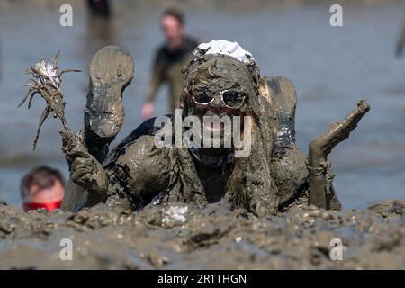 Maldon, Royaume-Uni. 14th mai 2023. Un concurrent participe à la course Maldon Mud. La course de boue se compose d'un tiret de 500 mètres sur la rivière Blackwater et date de 1973. Crédit : SOPA Images Limited/Alamy Live News Banque D'Images