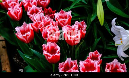 Une vie encore vibrante avec un assortiment de tulipes de couleur assorties disposées avec art au centre d'un champ de végétation verte luxuriante Banque D'Images
