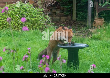 Renard urbain (Vulpes vulpes, renard roux) eau potable provenant d'un bain d'oiseaux dans un jardin, Angleterre, Royaume-Uni. Animaux sauvages du jardin Banque D'Images