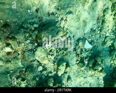 Texture de pierres, terre, fond marin avec récifs coralliens et algues sous l'eau verdâtre bleu, vue sous-marine de la mer, l'océan dans un complexe tropical. Le Banque D'Images