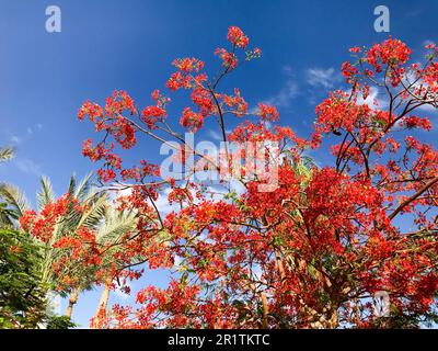 La texture du bois de chauffage delonix avec rouge tendre belles feuilles naturelles avec des pétales de fleurs, des branches d'une plante exotique tropicale en Egypte agai Banque D'Images