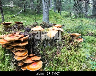 Différents champignons ligneux délicieux sur le tronc d'arbre d'une bûche recouverte de mousse verte naturelle et d'herbe avec des feuilles dans la forêt. Banque D'Images