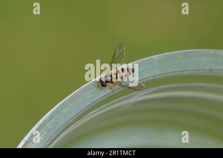 Gros plan l'aéroglisseur femelle Melangyna cincta synonyme Fagisyrphus cinctus, famille des Syrphidae. Sur le bord d'un conteneur en plastique transparent. Printemps, mai Banque D'Images