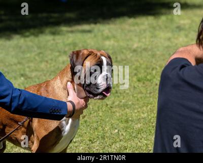 Portrait de la tête d'un chien boxeur à race pure tenu par son propriétaire un spectacle canin Banque D'Images