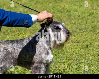 Chien de race miniature Schnauzer au sel et au poivre tenu par la main de son propriétaire Banque D'Images