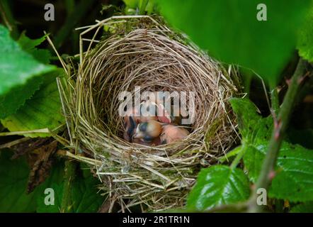 Blackcap eurasien, Sylvia atricapilla, poussins en nid, Londres, Royaume-Uni Banque D'Images