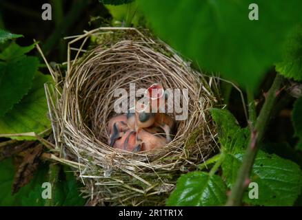 Blackcap eurasien, Sylvia atricapilla, poussins en nid, Londres, Royaume-Uni Banque D'Images
