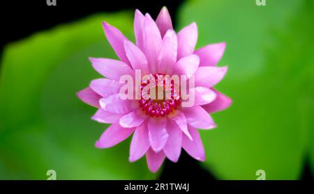 Belle rose couleur eau Lily entièrement fleuri angle supérieur avec des feuilles vertes floues. Mise au point sélective. Banque D'Images