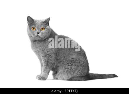 Un joli chat bleu de Shorthair britannique se trouve sur un fond blanc et regarde dans la caméra avec les yeux orange grands. Banque D'Images