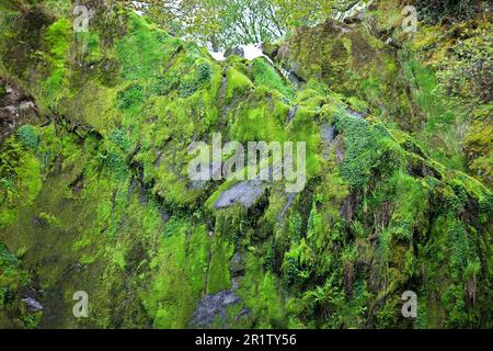 La cascade de Ceunant Mawr se trouve dans le village de Llanberis, à Snowdonia. Il est vu ici pendant une période sèche révélant le jardin de mousse derrière les chutes. Banque D'Images