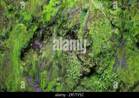 La cascade de Ceunant Mawr se trouve dans le village de Llanberis, à Snowdonia. Il est vu ici pendant une période sèche révélant le jardin de mousse derrière les chutes. Banque D'Images