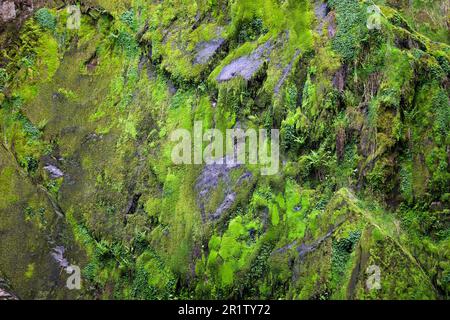 La cascade de Ceunant Mawr se trouve dans le village de Llanberis, à Snowdonia. Il est vu ici pendant une période sèche révélant le jardin de mousse derrière les chutes. Banque D'Images