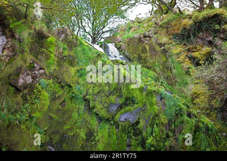 La cascade de Ceunant Mawr se trouve dans le village de Llanberis, à Snowdonia. Il est vu ici pendant une période sèche révélant le jardin de mousse derrière les chutes. Banque D'Images