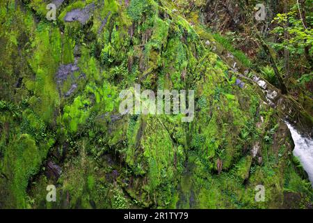 La cascade de Ceunant Mawr se trouve dans le village de Llanberis, à Snowdonia. Il est vu ici pendant une période sèche révélant le jardin de mousse derrière les chutes. Banque D'Images