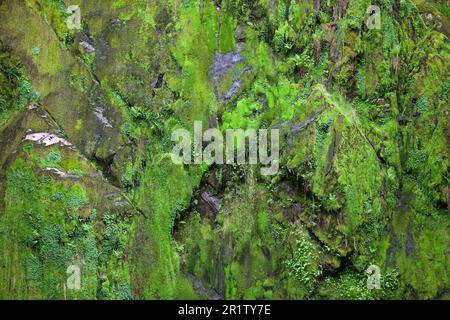 La cascade de Ceunant Mawr se trouve dans le village de Llanberis, à Snowdonia. Il est vu ici pendant une période sèche révélant le jardin de mousse derrière les chutes. Banque D'Images