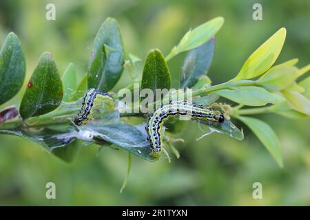Chenilles de l'arbre de boîte (Cydalima perspectalis) sur Boxwood (Buxus sempervirens). En Europe, c'est une espèce de ravageurs exotiques et envahissants. Banque D'Images