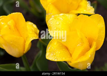 Les fleurs de tulipe jaune poussent dans un jardin d'été après la pluie, photo de gros plan avec une mise au point douce sélective Banque D'Images