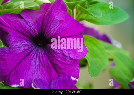 Fleur pétunia violette, photo macro avec mise au point sélective douce Banque D'Images