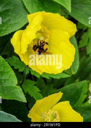 Abeille industrielle collectant le pollen de la fleur jaune Banque D'Images