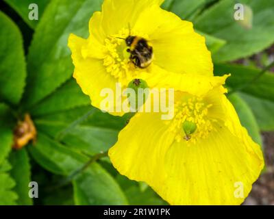 Abeille industrielle collectant le pollen de la fleur jaune Banque D'Images