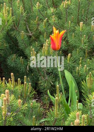 Pinus mugo (Groupe Pumilio) 'Emerald Dwarf', et un seul Tulipa ballerina se baquant sous le soleil de printemps. portrait naturel des plantes en gros plan Banque D'Images