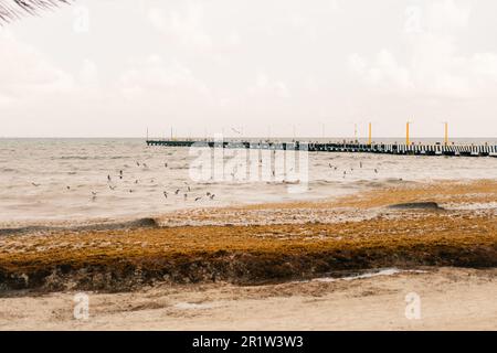 algues à playa del carmen, mexique - mai 2023. Photo de haute qualité Banque D'Images