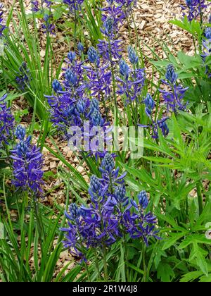 Portrait naturel de la plante florale de Camassia Quamash au soleil de printemps Banque D'Images