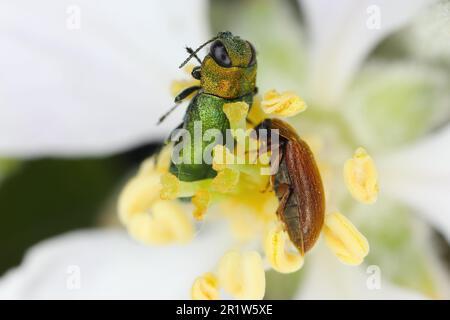 Le coléoptère à bijoux, le coléoptère métallique (Anthoxia nitidula) et la betterave à framboise (Byturus tomentosus), assis sur une fleur de pommier. Banque D'Images