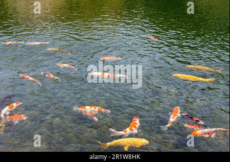 De magnifiques poissons koï japonais ou carpes nagent dans l'étang dans le jardin de Ritsurin à Takamatsu, Kagawa, Japon Banque D'Images