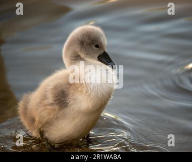 Benson, Angleterre, Royaume-Uni, 7 cygnets âgés de quelques semaines et leurs parents cygnes nagent à Benson Riverside, crédit: Lu Parrott/ Alay Live News Banque D'Images