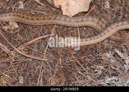 Serpent lisse (Coronella austriaca) dans une lande près de Borkenberge, en Allemagne Banque D'Images