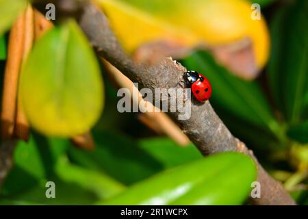 Coccinelle rouge avec des taches noires perchées sur une brindille parmi les feuilles vertes, capturant un gros plan détaillé de la beauté de la nature. Banque D'Images