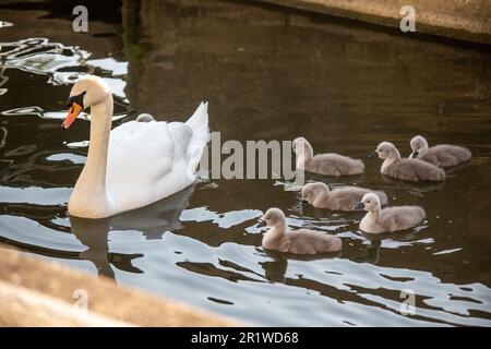 Cygnets sur la Tamise à Benson, près de Wallingford, Oxfordshire Banque D'Images