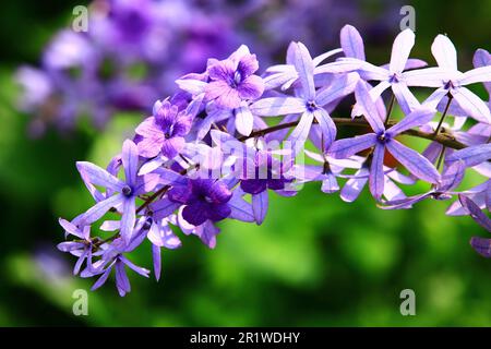 Couronne de la Reine ou papier de verre Vine ou couronne pourpre ou Bluebird Vine fleurs, gros plan de violet avec fleurs bleues qui fleurissent dans le jardin Banque D'Images