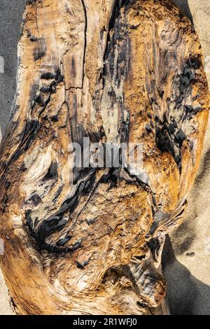 Image détaillée de la nature en gros plan sur le bois flotté et le sable Banque D'Images