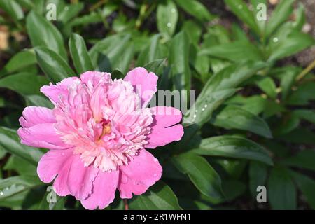 Une pivoine rose, Paeonia officinalis, avec des fleurs entièrement ouvertes. Banque D'Images