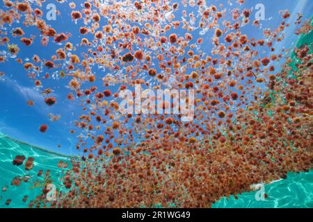 Algues rouges harpon, Asparagopsis armata au stade tétrasporophyte, agrégation flottant sur la surface de l'eau vue de l'océan Atlantique sous l'eau Banque D'Images