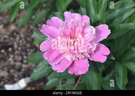 Une pivoine rose, Paeonia officinalis, avec des fleurs entièrement ouvertes. Banque D'Images