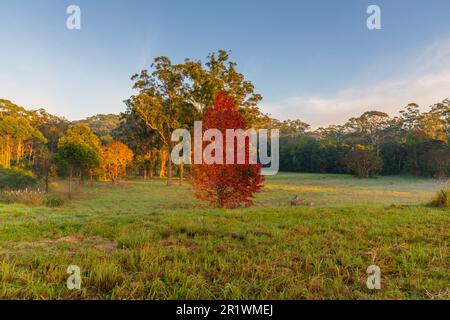 Les teintes automnales de Holgate - à l'extérieur et autour d'Erina et Holgate capturant les couleurs changeantes sur les arbres de la côte centrale de Nouvelle-Galles du Sud, Australie. Banque D'Images