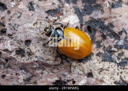 Femme convergente Beetle (Hippodamia convergens) Banque D'Images