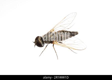 Mouche à abeilles (Aphoebantus sp.), isolée sur fond blanc. Banque D'Images