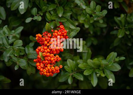 Les baies d'automne rouges orange des Cotoneaster franchetii, un arbuste originaire du sud-ouest de la Chine, mais populairement cultivées ailleurs comme haies ornementales. Banque D'Images